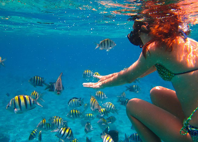 Playa Del Carmen Snorkeling Tours Book Today From 59
